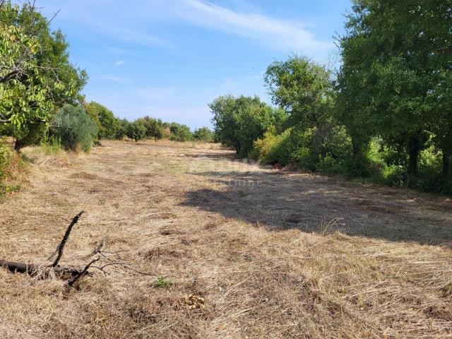 ISTRIA, MARČANA - Building and agricultural land