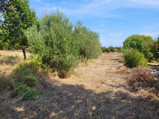 ISTRIA, MARČANA - Building and agricultural land