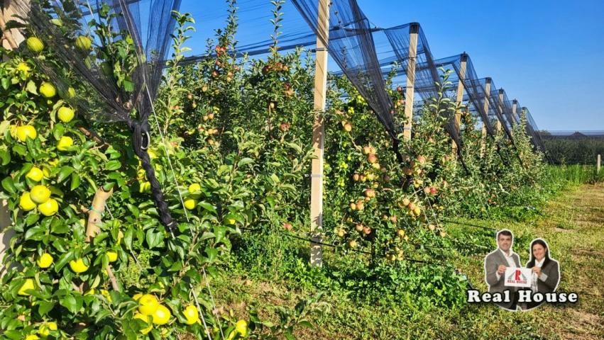 Hektar zemljista na glavno putu u Slankamenu za razne namene