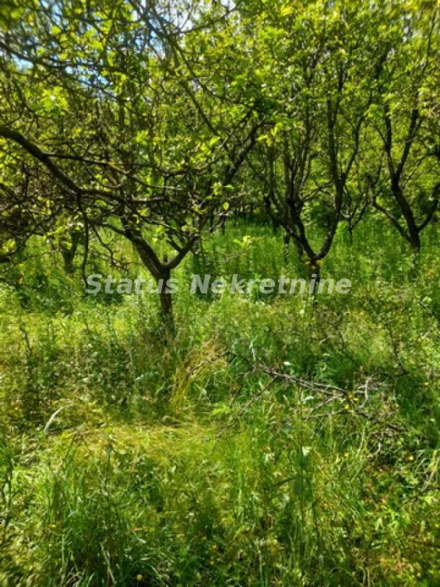 Banstol-*Super Povoljno*-Veliki Građevinski Plac 2165 m2 u Zelenoj Oazi sa bezplatnom strujom-065/38