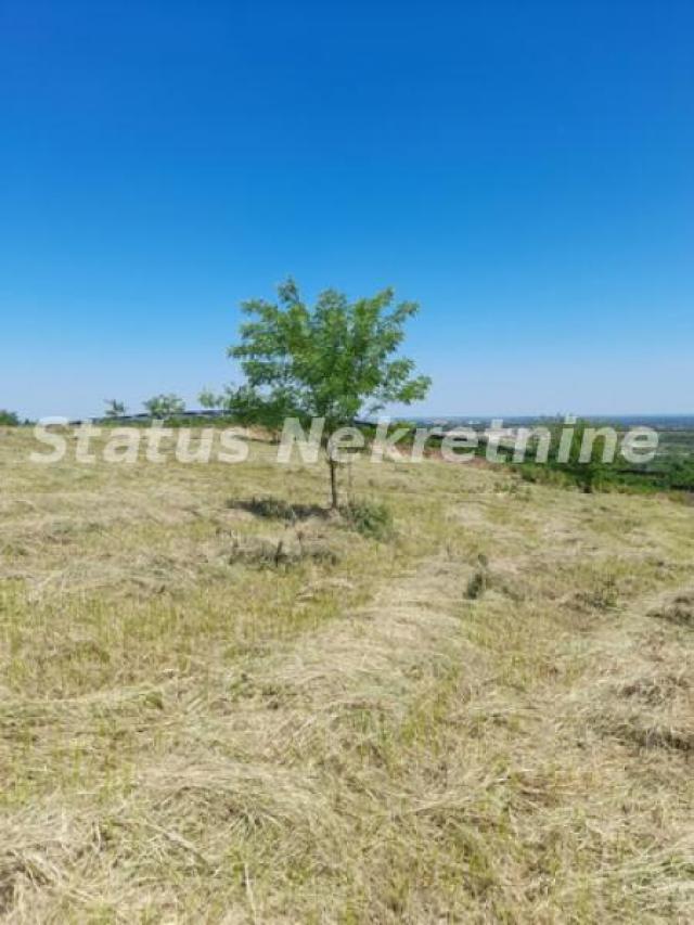 Petrovaradin-Građevinski Plac 6465 m2 na vrhu Alibegovca za Hotele ili Sportske sadržaje-065/385 888