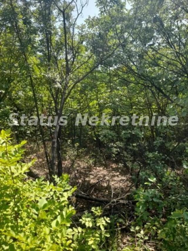 Banstol-Osunčan Veliki Plac 7500 m2 sa Pogledom na krivinu gde Dunav ljubi nebo-065/3858880