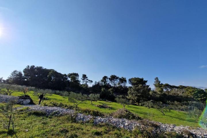 Brač, Pučišća, kuća prizemnica s velikim maslinikom od 8300 m2