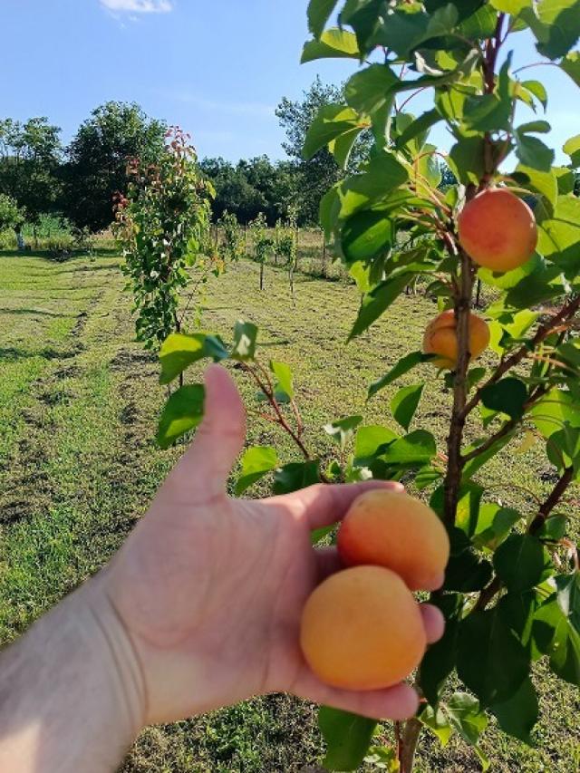 Idealna  kuca za odmor Krusedol Fruska  Gora