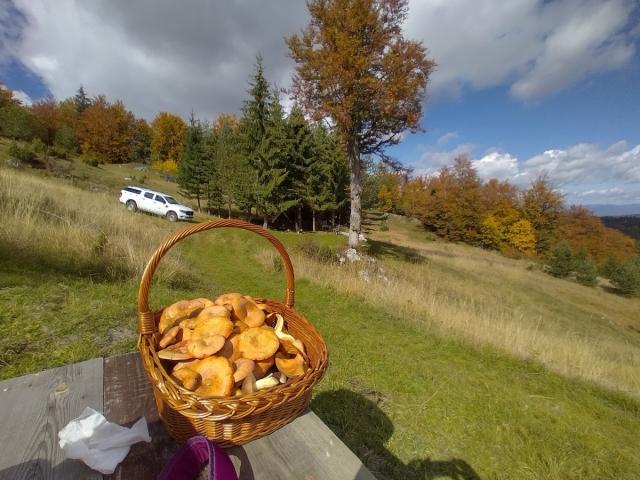 TARA planina plac sa izvorom 70a