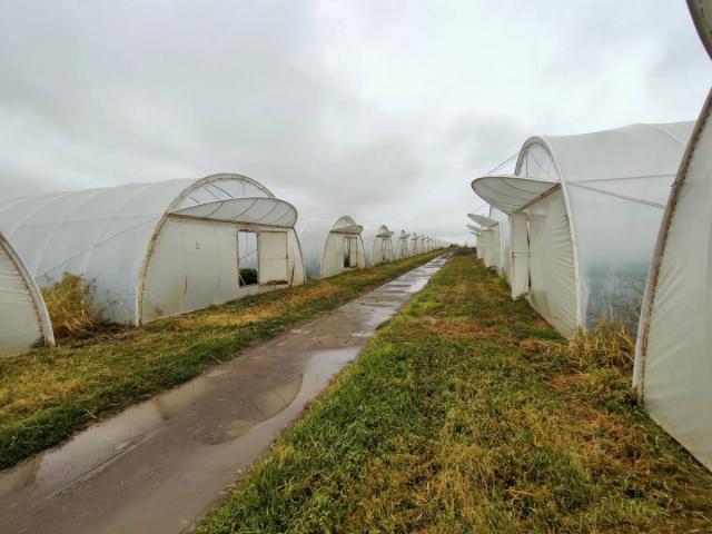 Poljoprivredno Gazdinstvo 5, 2ha proizvodnja paprike