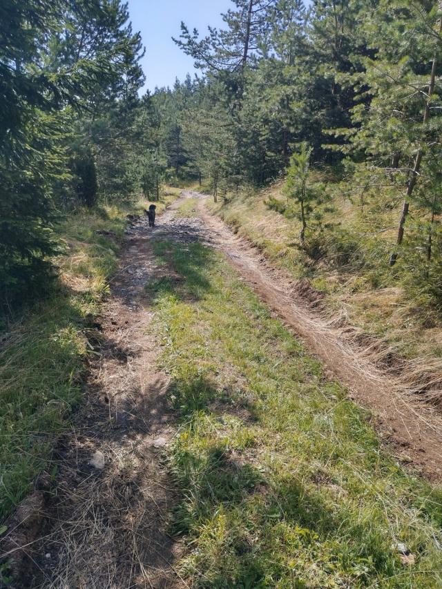 TARA planina plac sa izvorom 70a