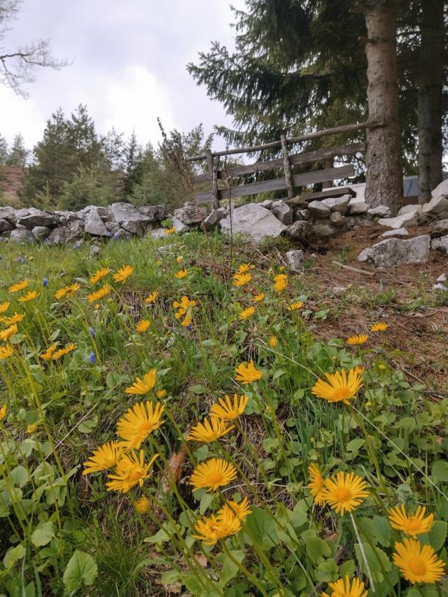 TARA planina plac sa izvorom 70a