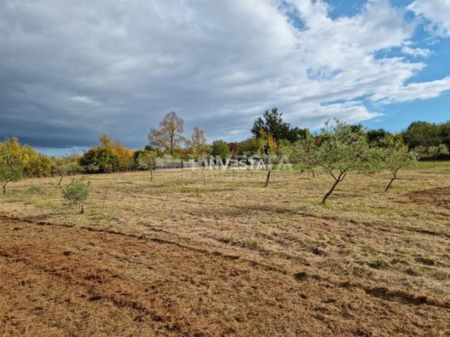 Umgebung von Svetog Lovreč, Olivenhain 13300 m2