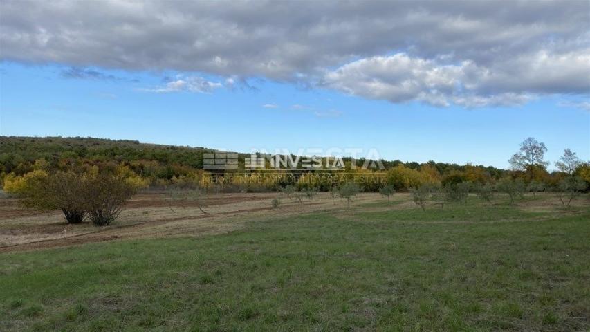 Umgebung von Svetog Lovreč, Olivenhain 13300 m2