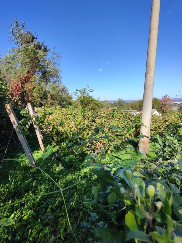 Ekskluzivno! Plac sa prelepim pogledom na Đurđevom Brdu – Jagodina