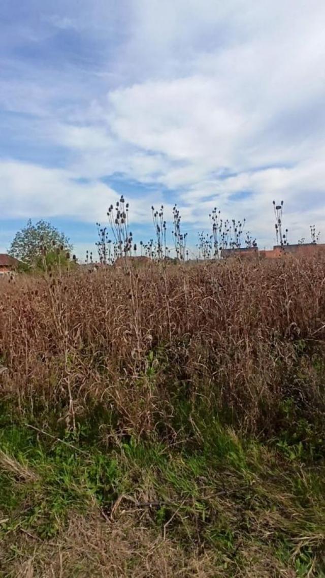 Šest parcela za izgradnju kuća u Panjevačkom Ritu , građevinsko zemljište na gradskoj lokaciji