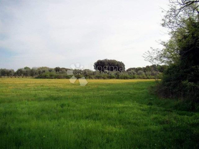 Land Ližnjan, 16.000m2