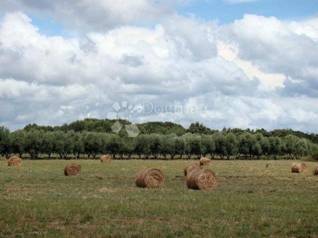 Grundstück Ližnjan, 16.000m2