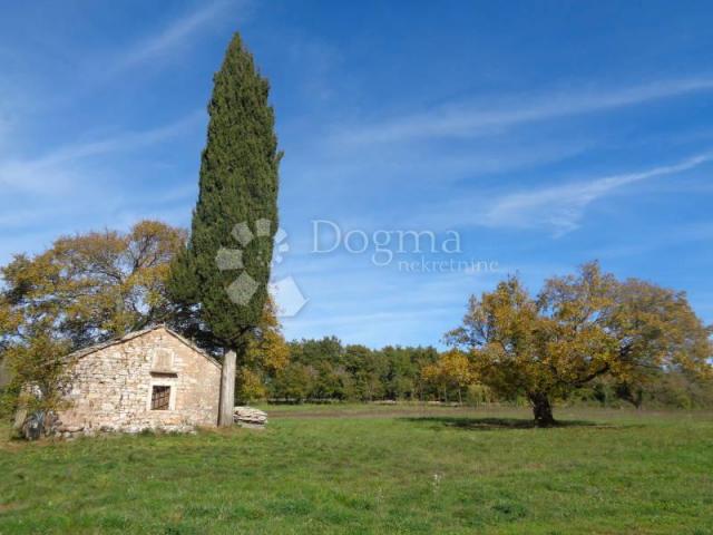 Land Jurići, Žminj, 20.000m2