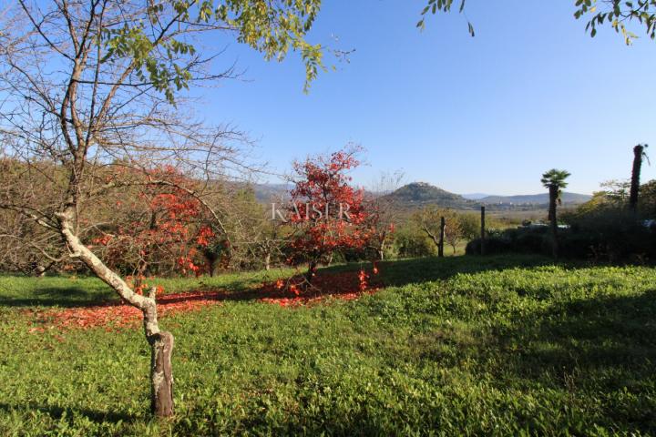 Istria - Motovun, agricultural land, view of Motovun