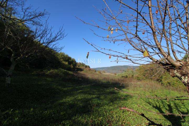 Istria - Motovun, agricultural land, view of Motovun