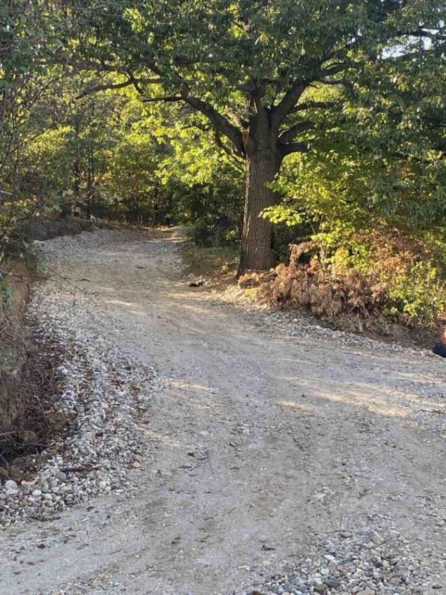 ORGANSKA plantaža - lešnik u celini