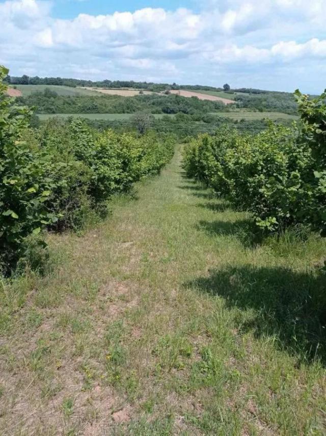 ORGANSKA plantaža - lešnik u celini