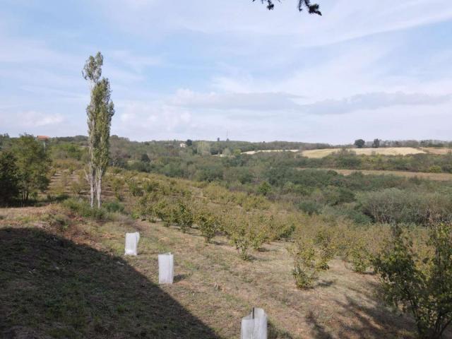 ORGANSKA plantaža - lešnik u celini