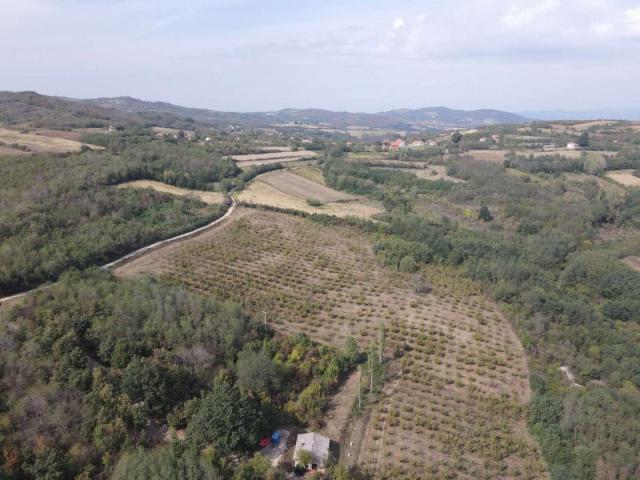 ORGANSKA plantaža - lešnik u celini