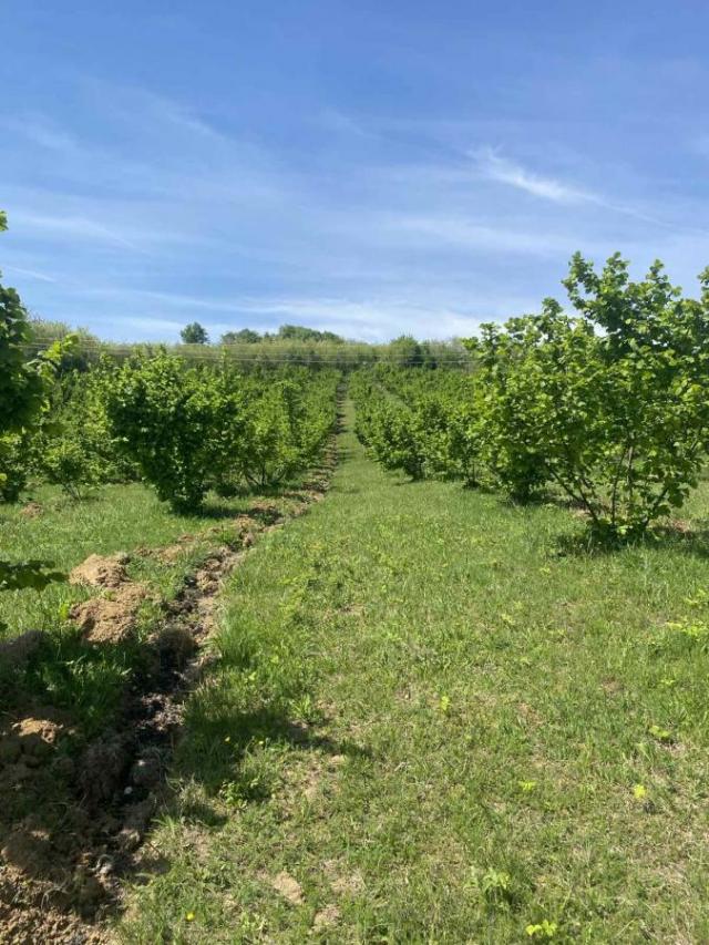 ORGANSKA plantaža - lešnik u celini