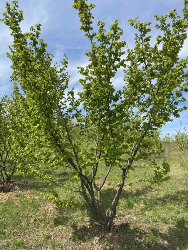 ORGANSKA plantaža - lešnik u celini