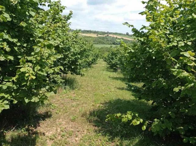 ORGANSKA plantaža - lešnik u celini