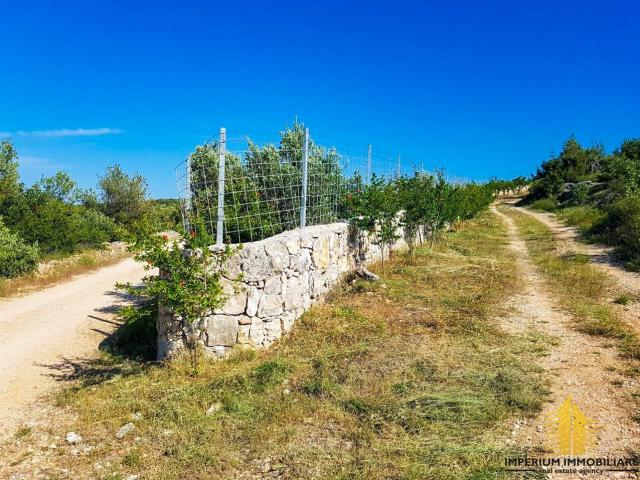 Poljoprivredno zemljište, Sutivan - Maslinik 20 000m2