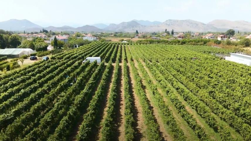 Poljoprivredno gazdinstvo sa više objekata i zasadima vinove loze, Podgorica