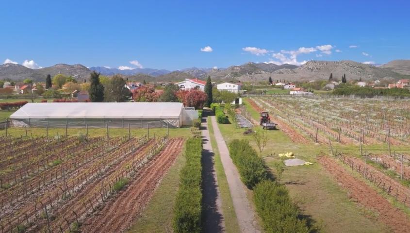 Poljoprivredno gazdinstvo sa više objekata i zasadima vinove loze, Podgorica