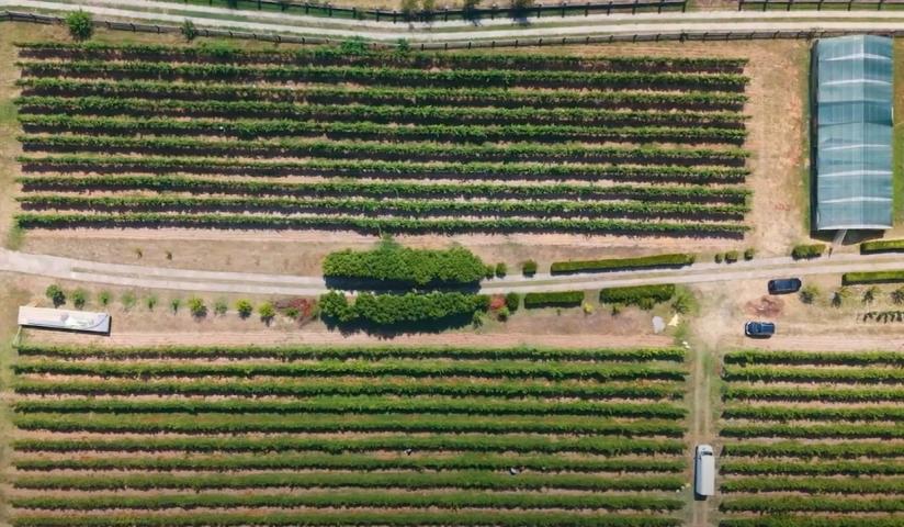 Poljoprivredno gazdinstvo sa više objekata i zasadima vinove loze, Podgorica