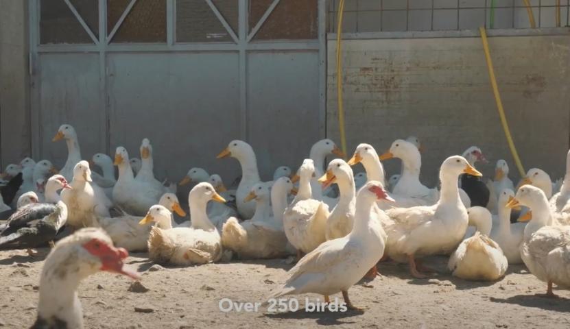 Poljoprivredno gazdinstvo sa više objekata i zasadima vinove loze, Podgorica