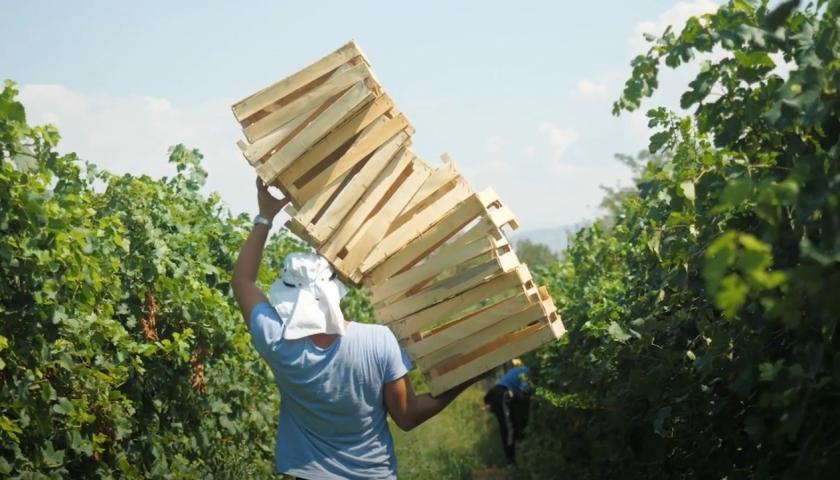 Poljoprivredno gazdinstvo sa više objekata i zasadima vinove loze, Podgorica