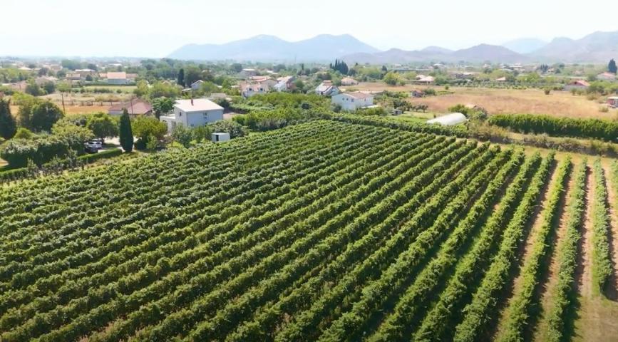 Poljoprivredno gazdinstvo sa više objekata i zasadima vinove loze, Podgorica