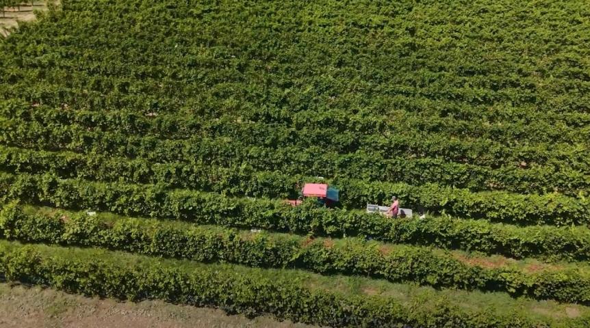 Poljoprivredno gazdinstvo sa više objekata i zasadima vinove loze, Podgorica