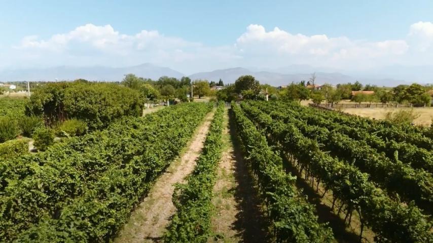 Poljoprivredno gazdinstvo sa više objekata i zasadima vinove loze, Podgorica