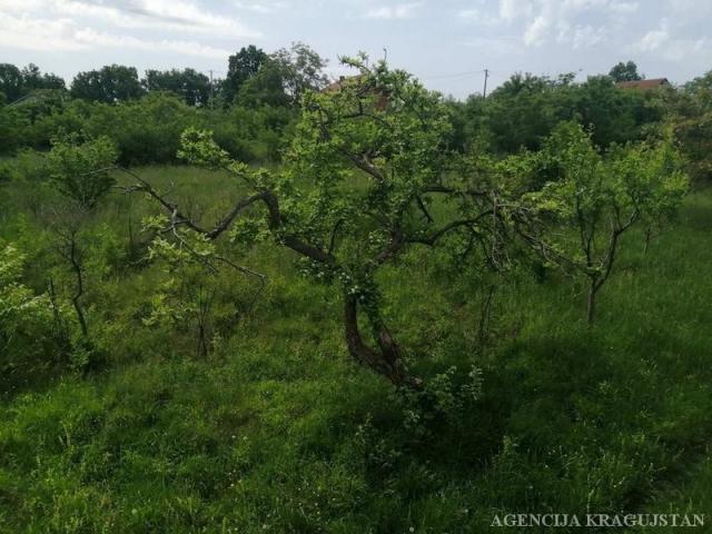 Prodaja, Poljoprivredno zemljište, 1301. 00m2 , Desimirovac