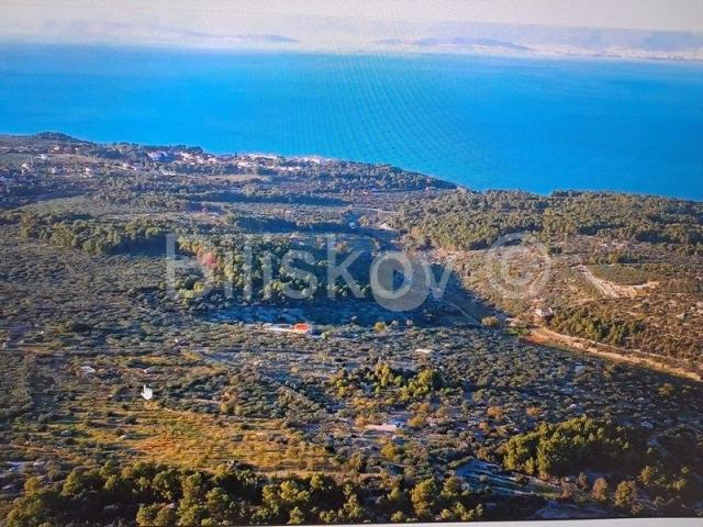 Brač, Supetar maslinik 14.050 m2, pogodan za OPG