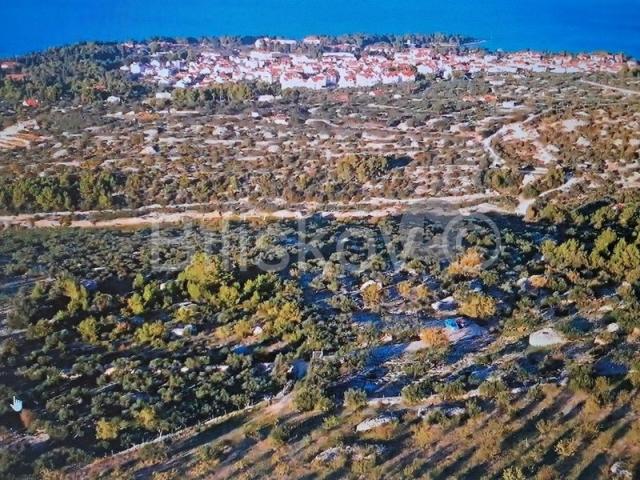 Brač, Supetar maslinik 14.050 m2, pogodan za OPG
