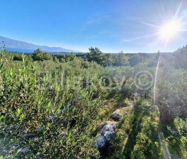Prodaja maslinika, Mirca, otok Brač
