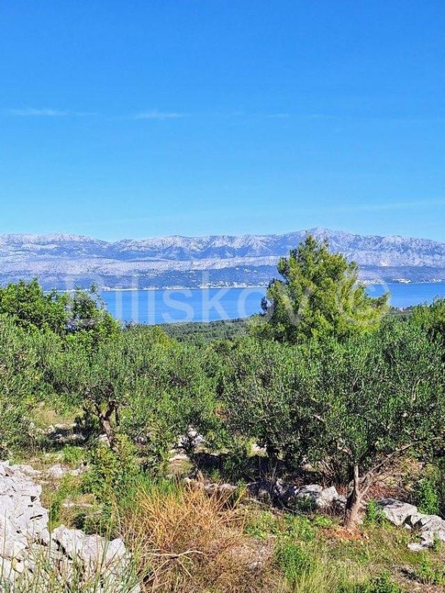 Prodaja maslinika, Mirca, otok Brač
