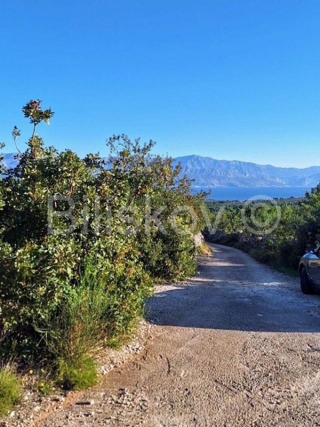 Prodaja maslinika, Mirca, otok Brač