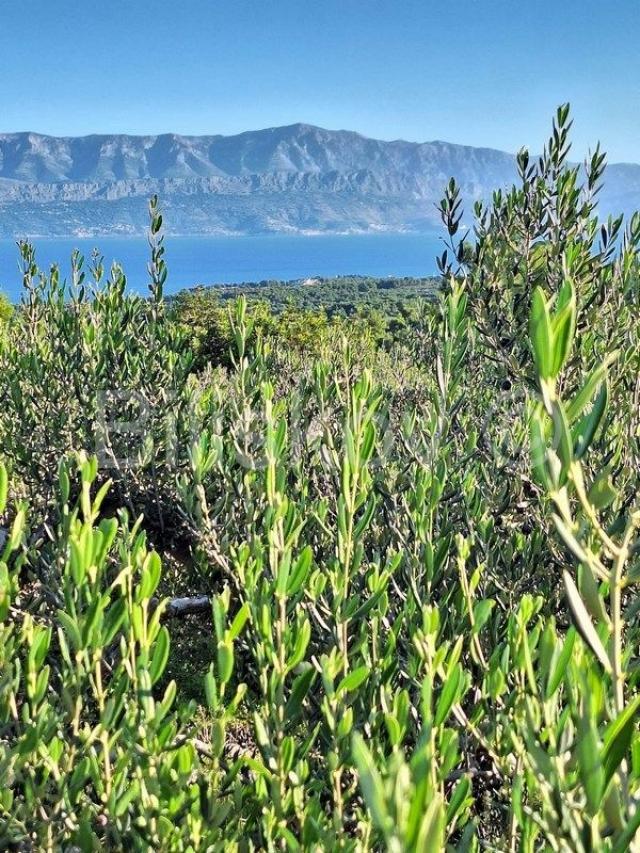 Prodaja maslinika, Mirca, otok Brač