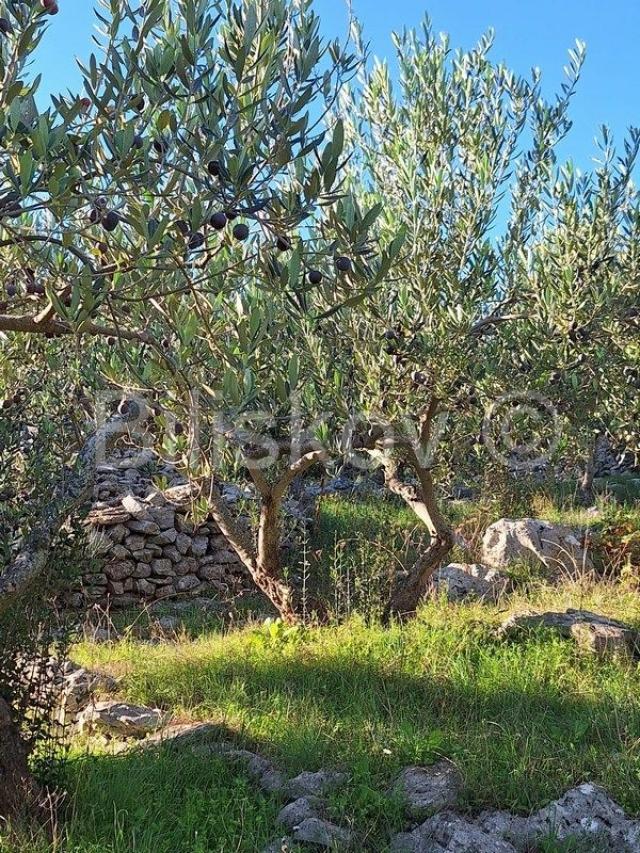 Prodaja maslinika, Mirca, otok Brač