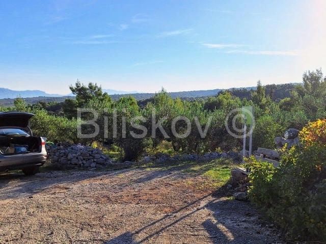 Prodaja maslinika, Mirca, otok Brač