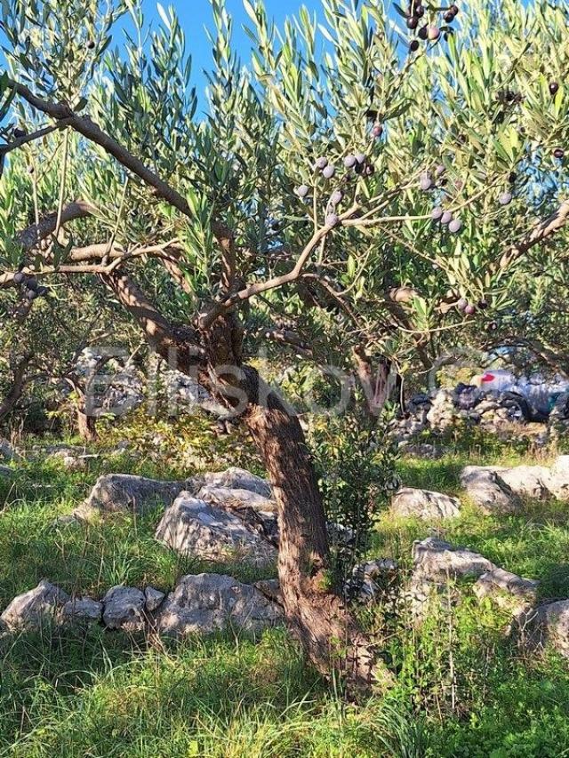 Prodaja maslinika, Mirca, otok Brač