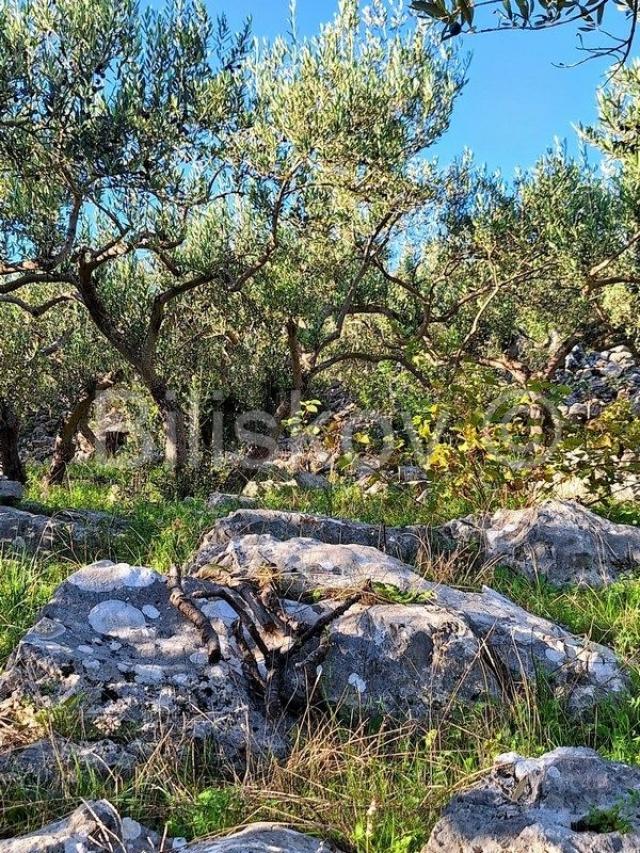 Prodaja maslinika, Mirca, otok Brač