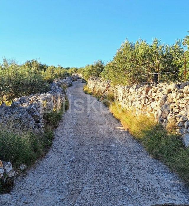 Prodaja maslinika, Mirca, otok Brač
