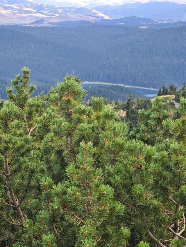 Bosače, Žabljak- Zemljiste 40,000m2 netaknute prirode sa panoramskim pogledom